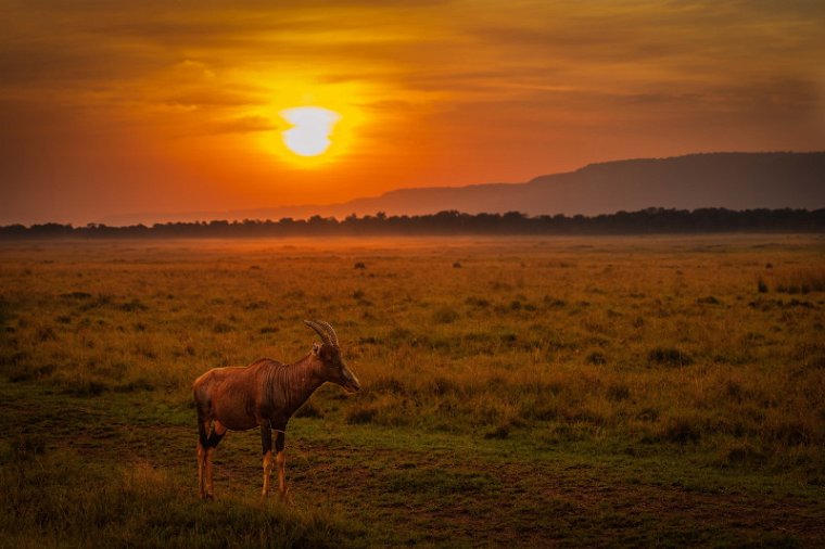 127 Masai Mara, lierantilope.jpg